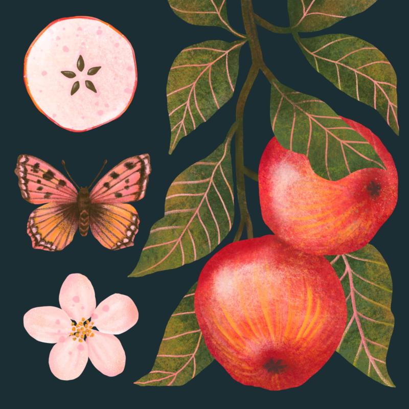 Jabłko detal granat 2.jpg