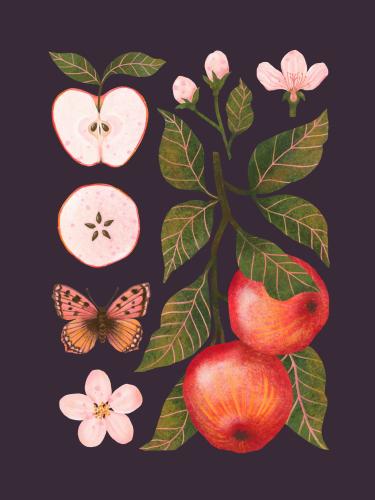 Plakat botaniczny "Jabłka" śliwkowe tło