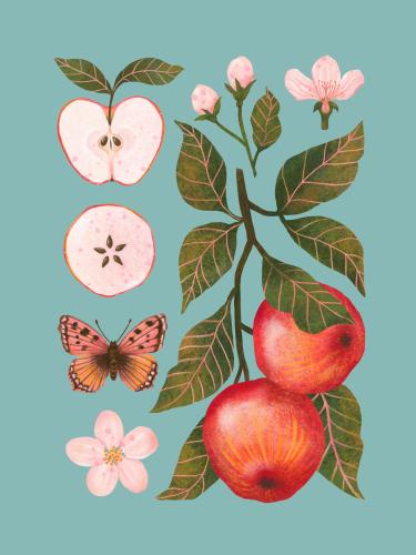 Plakat botaniczny "Jabłka" niebieskie tło