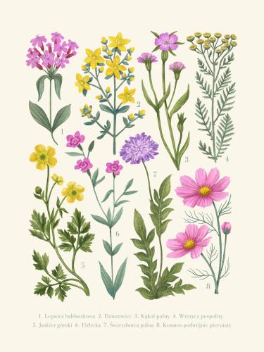 Plakat "Kwiaty polne" - jasne tło