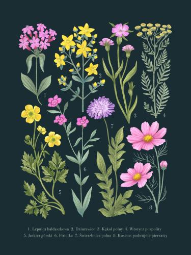Plakat "Kwiaty polne" - ciemne tło