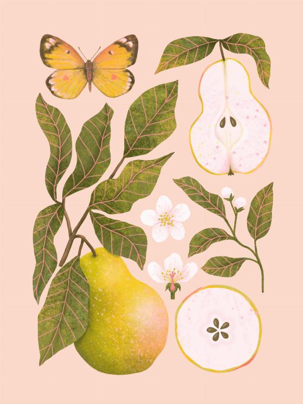 Gruszki róż Miniaturki_Na_Stronę.jpg