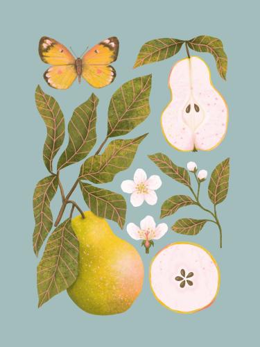 Plakat botaniczny "Gruszki" niebieskie tło