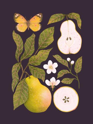 Plakat botaniczny "Gruszki" śliwkowe tło