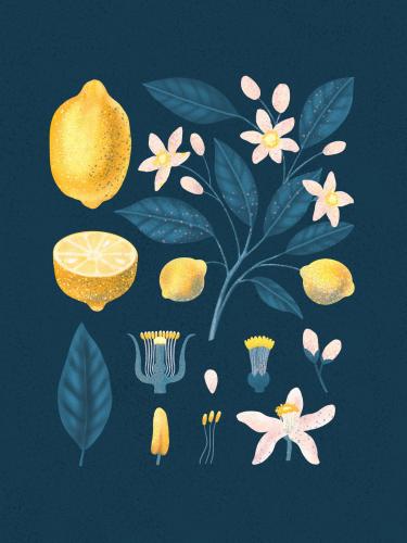 Plakat "Cytryny" - ciemne tło