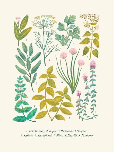 Plakat "Zioła" - jasne tło