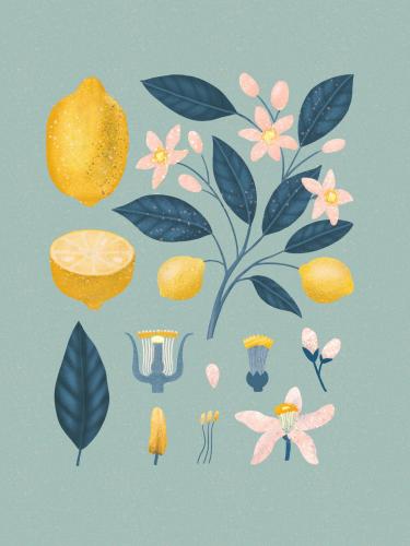 Plakat "Cytryny" - jasne tło