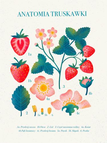 Plakat "Anatomia truskawki"
