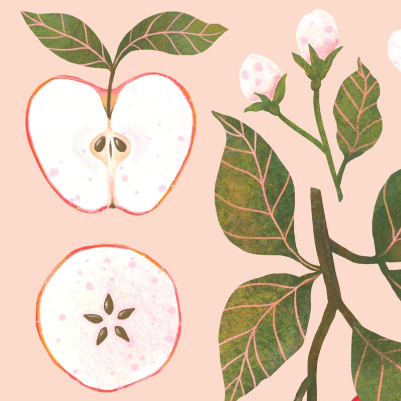 Jabłka różowe detal.jpg