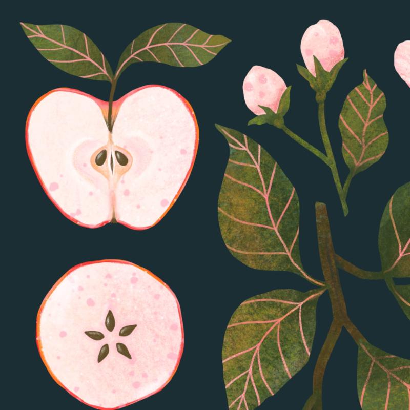 Jabłko granat detal.jpg