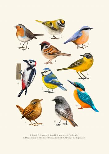 Plakat "Ptaki"