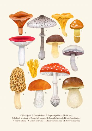 Plakat "Grzyby" kremowe tło