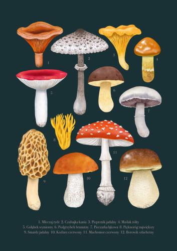 Plakat "Grzyby" morskie tło