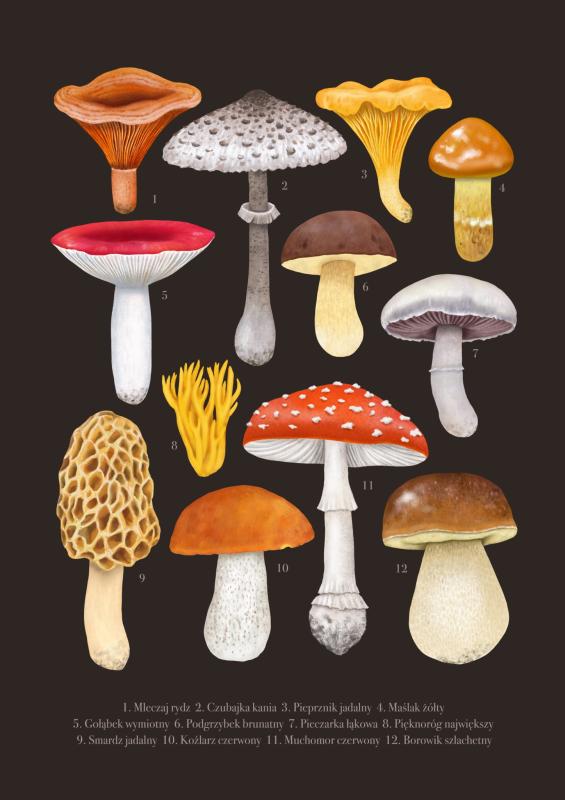 Grzyby brąz mini.jpg
