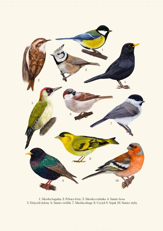 Ptaki plansza druga miniaturka.jpg