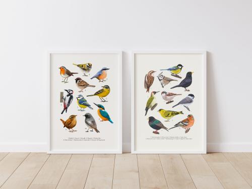 Zestaw "Ptaki" I i II