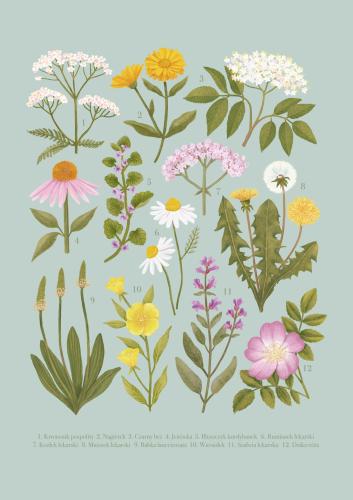 Plakat "Rośliny lecznicze" miętowe tło