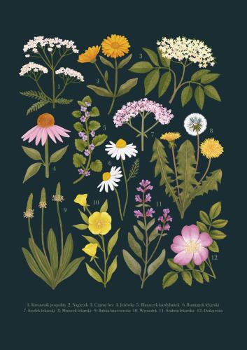 Plakat "Rośliny lecznicze" ciemne tło