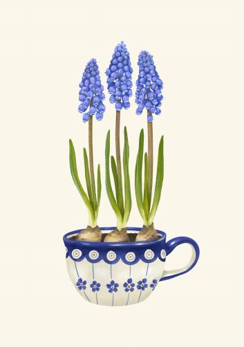 Szafirki w filiżance