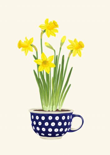 Narcyzy w filiżance