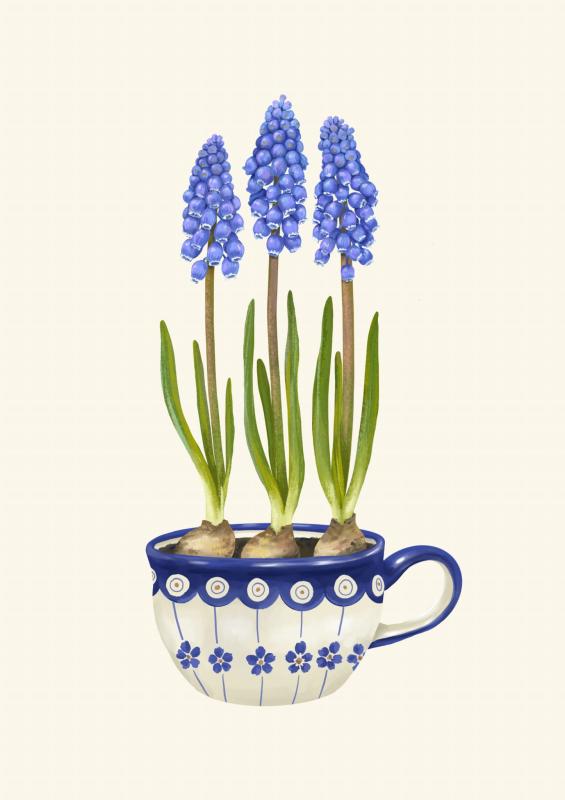 Szafirki plakat botaniczny miniaturka.jpg