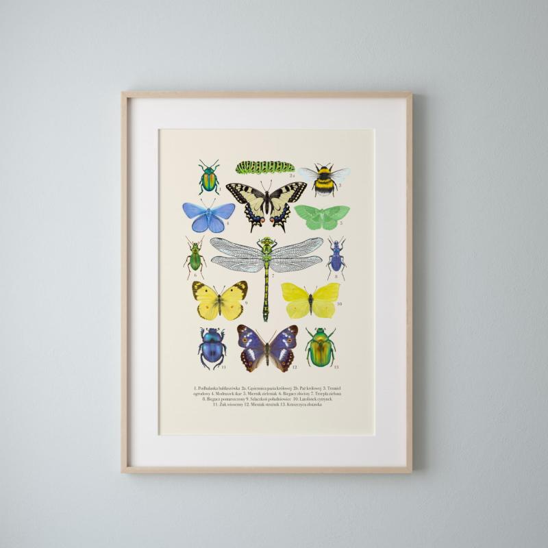 Plakat owady passpartout .jpg