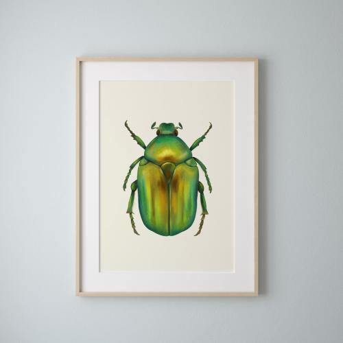 Kruszczyca złotawka