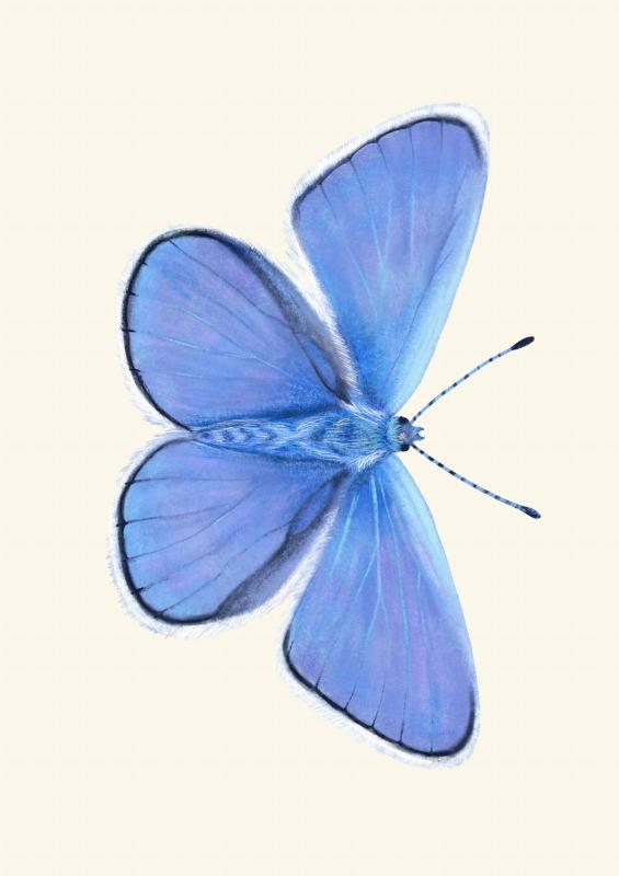 Modraszek ikar A4_1_Szt.jpg