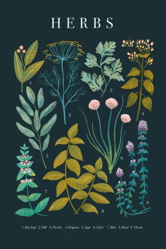 Plakat "Herbs"